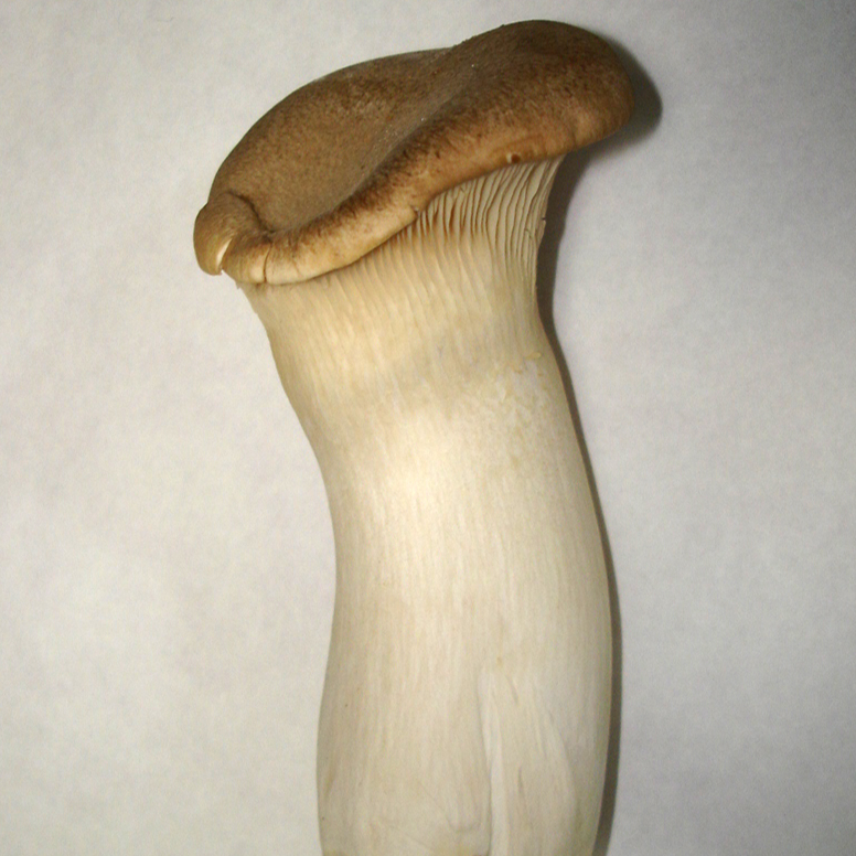 Pleurotus_eryngii-resized.jpg