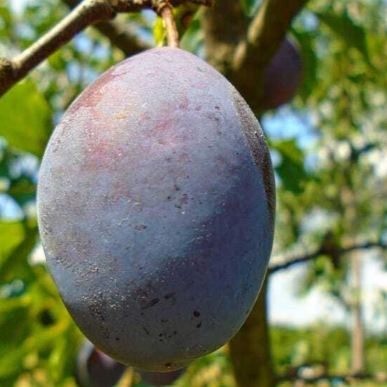 plum-purple-focus-fruit-wallpaper-preview-resized.jpg