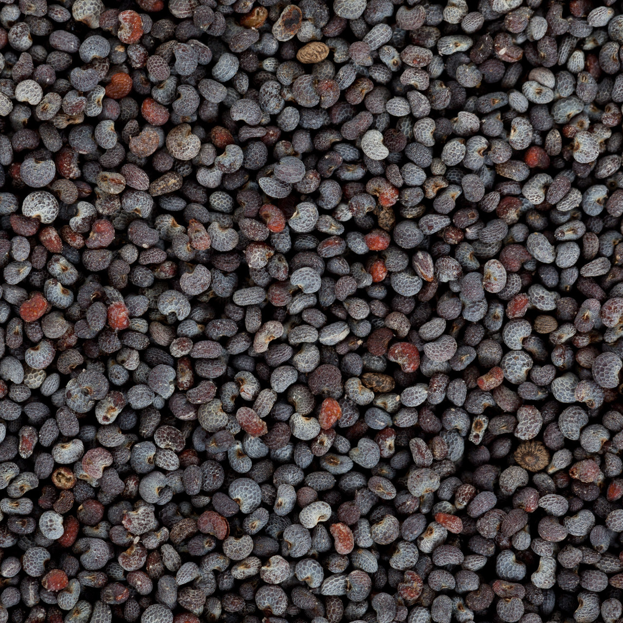 poppy-seeds-texture-resized.jpg