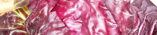 RadicchioNL-resized.jpg