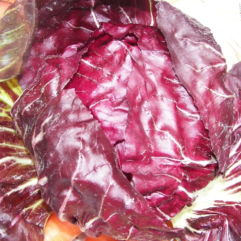 RadicchioNL-resized.jpg