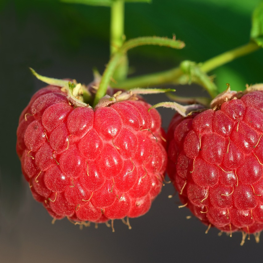 raspberries-3454504_1280-resized.jpg