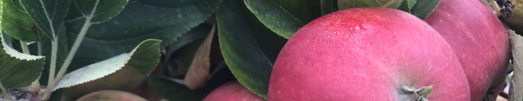 red-apple-apple-fruit-plant-flower-food-1593795-pxhere.com-resized.jpg