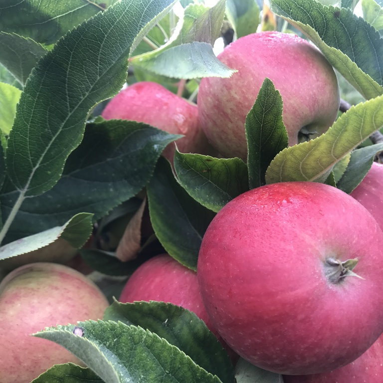 red-apple-apple-fruit-plant-flower-food-1593795-pxhere.com-resized.jpg