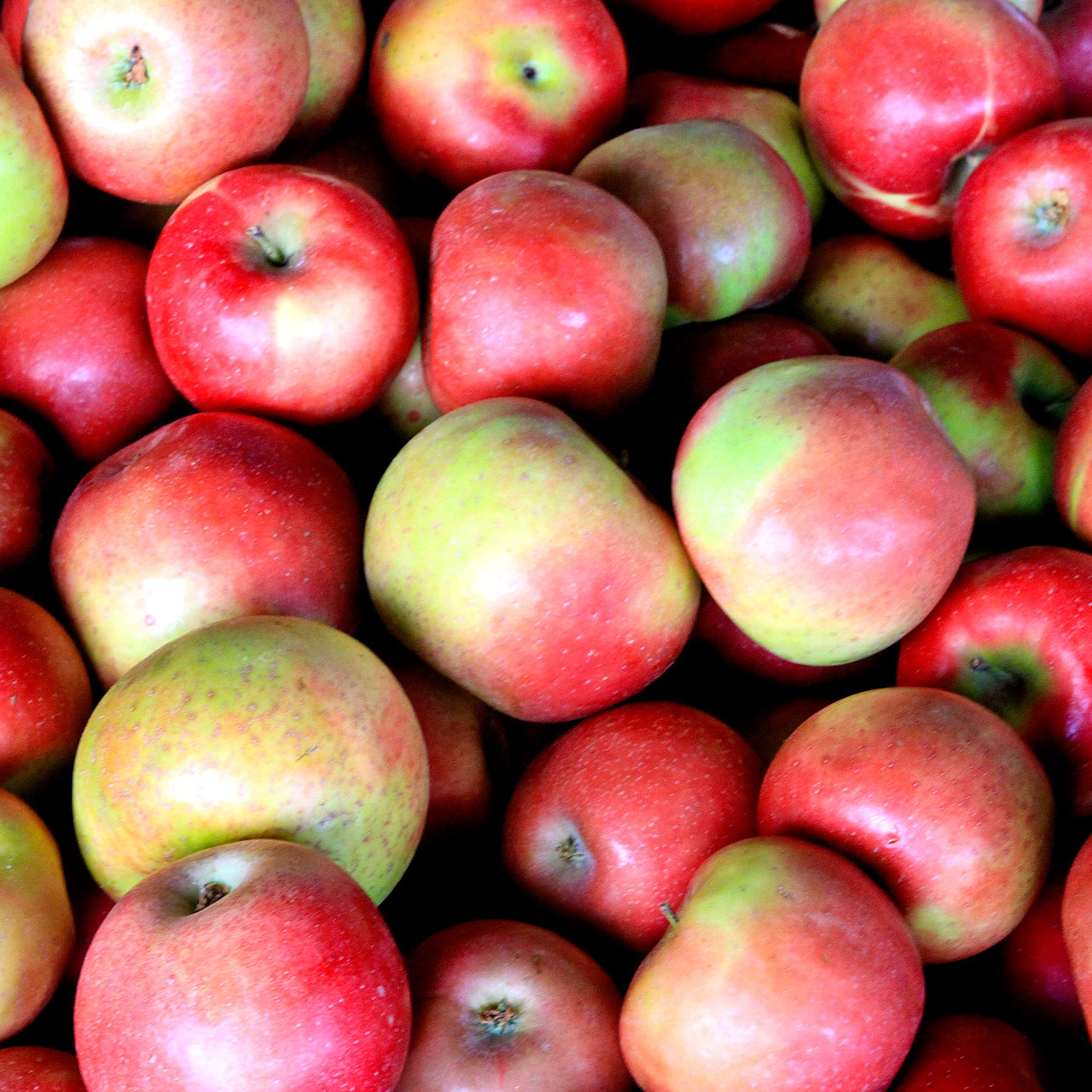 red-apples-resized.jpg