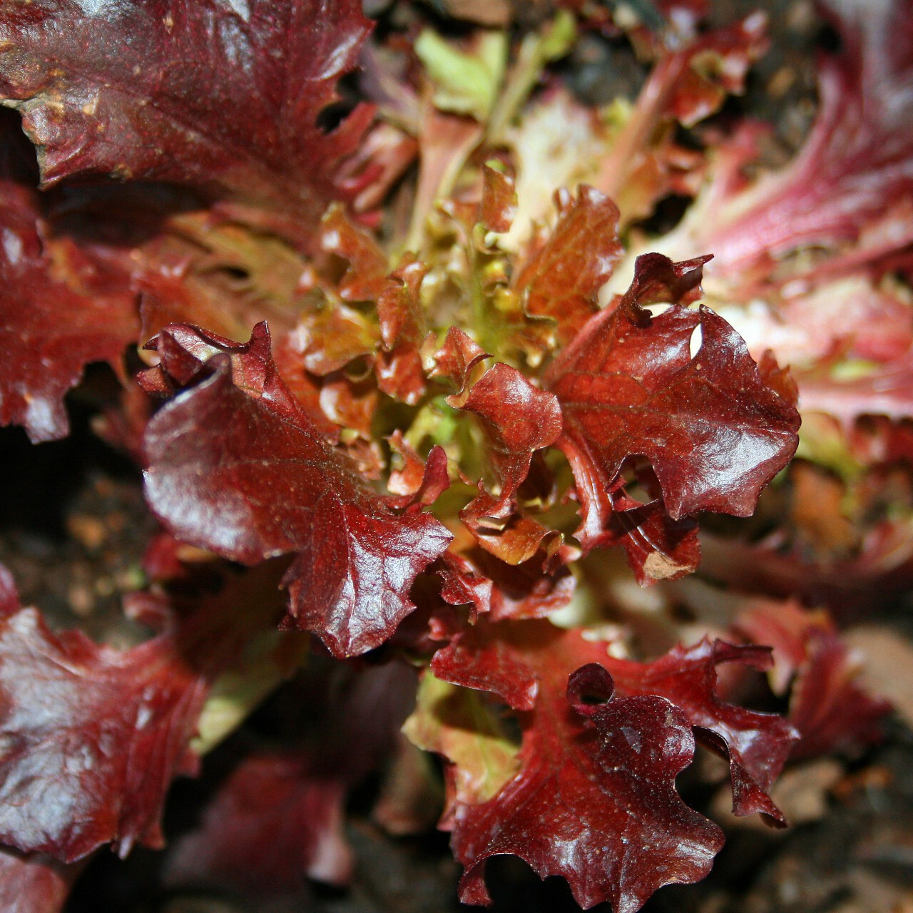 red-lettuce-resized.jpg