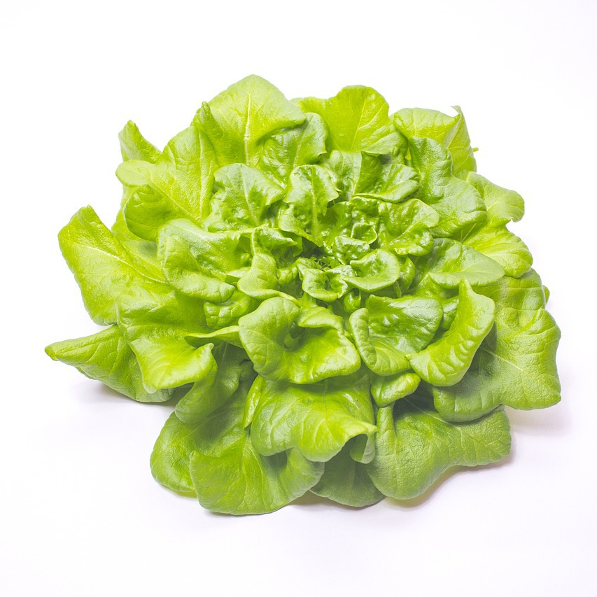 red-oak-leaf-lettuce-4944786_1280-resized.jpg