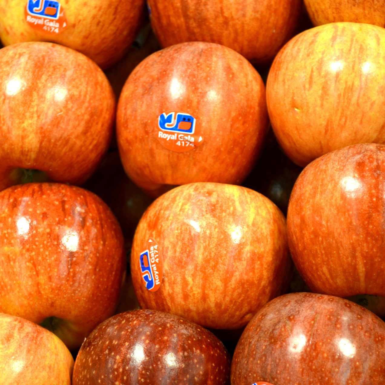 royal-gala-apple-resized.jpg