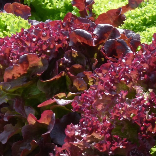 salad-1580674_1280-resized.jpg