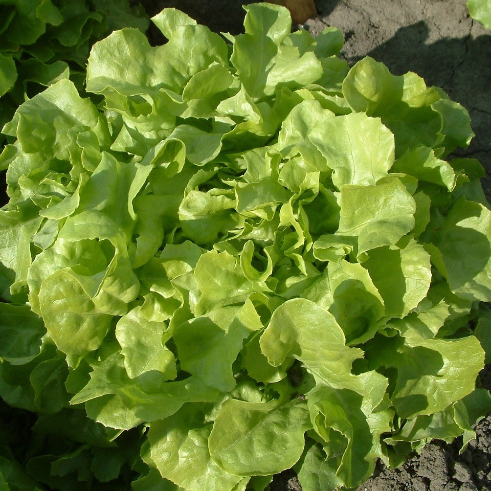 salad-2325911_1280-resized.jpg