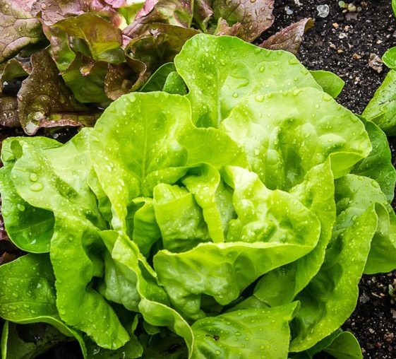 salad-2376777_1280-resized.jpg