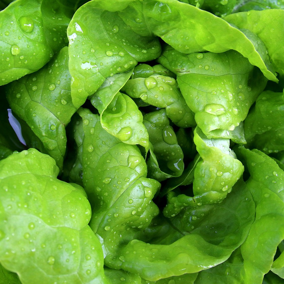 salad-771056_1280-resized.jpg
