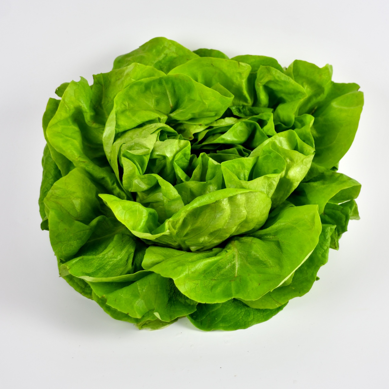 salade-variete-laitue--resized.jpg
