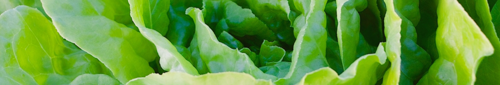 salat-gemuse-blattsalat-resized.jpg