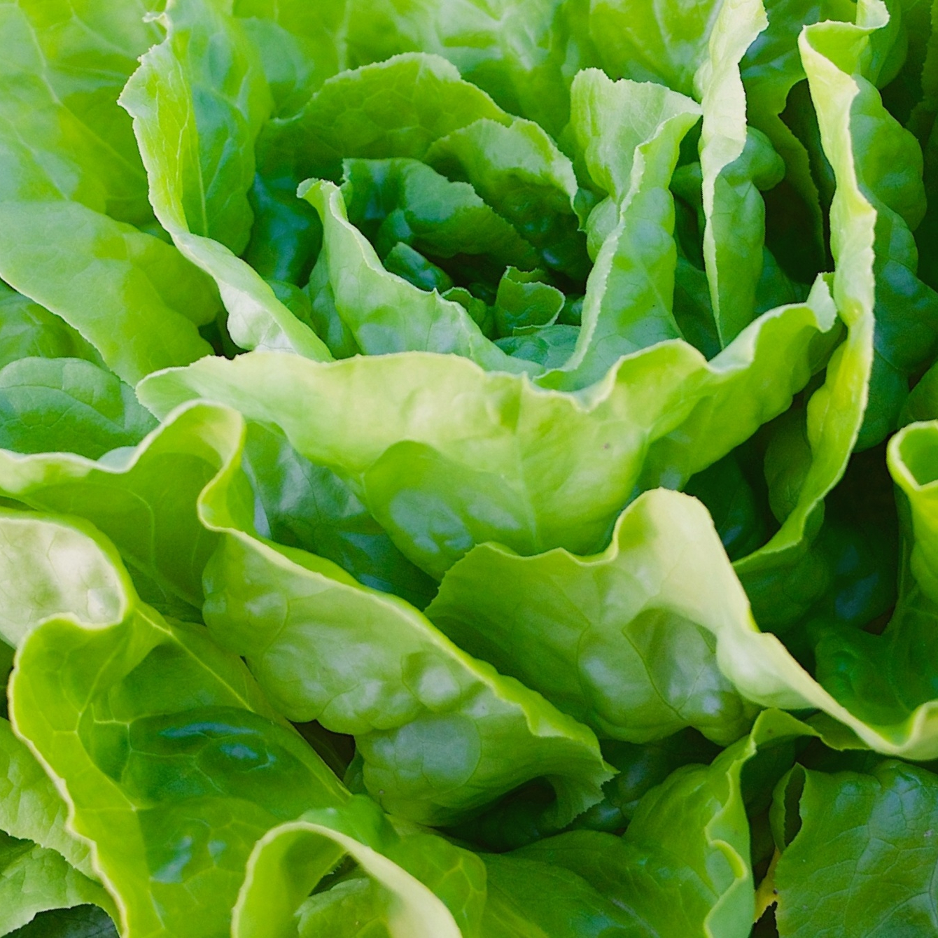 salat-gemuse-blattsalat-resized.jpg