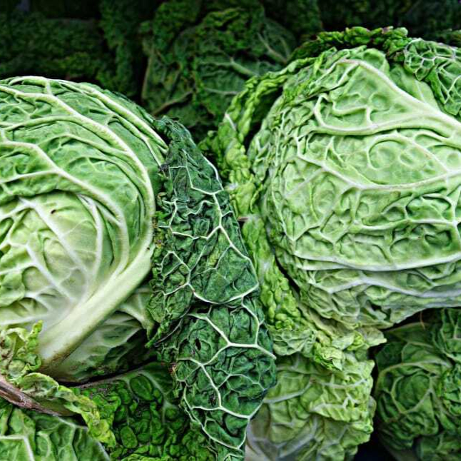 savoy-cabbage-cabbage-wallpaper-preview-resized.jpg
