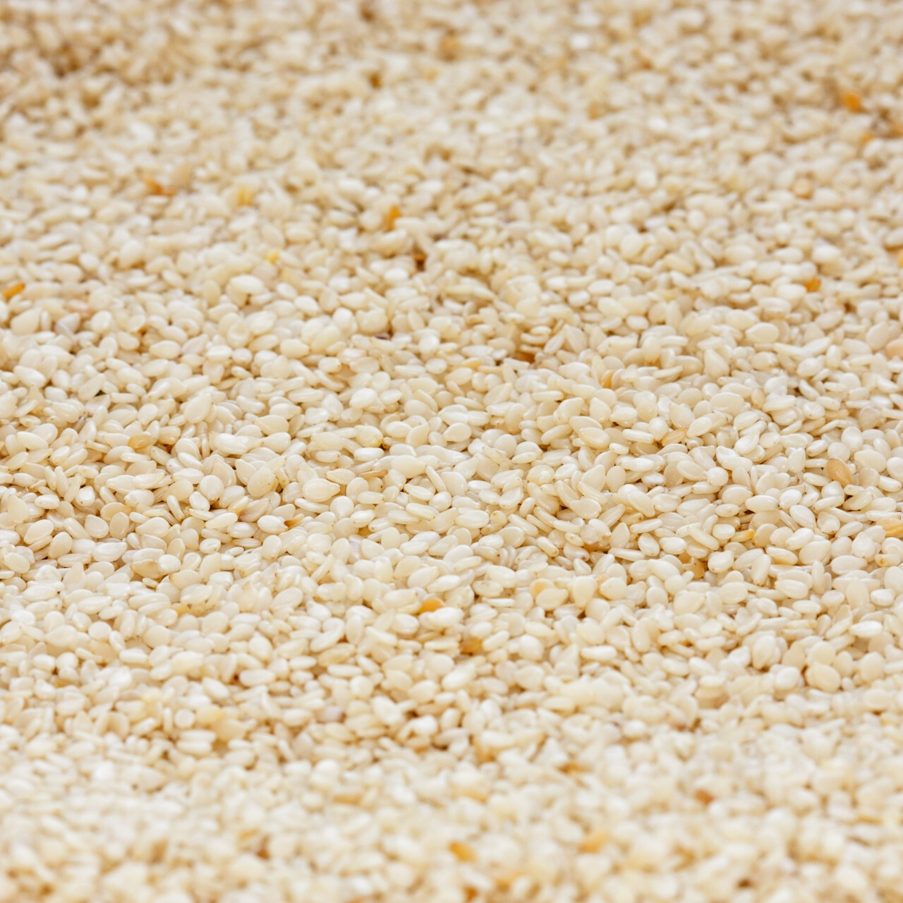 sesame-seeds-background-resized.jpg