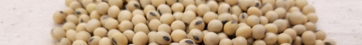 soybean-3754425_1280-resized.jpg