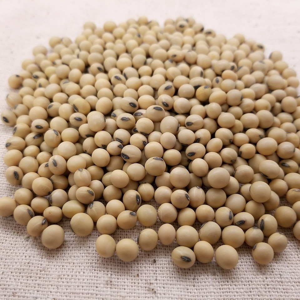 soybean-3754425_1280-resized.jpg
