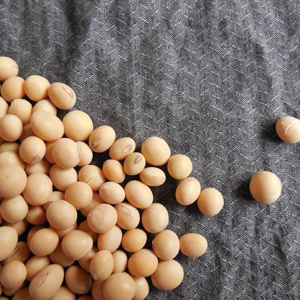 soybeans-182295_1280-resized.jpg
