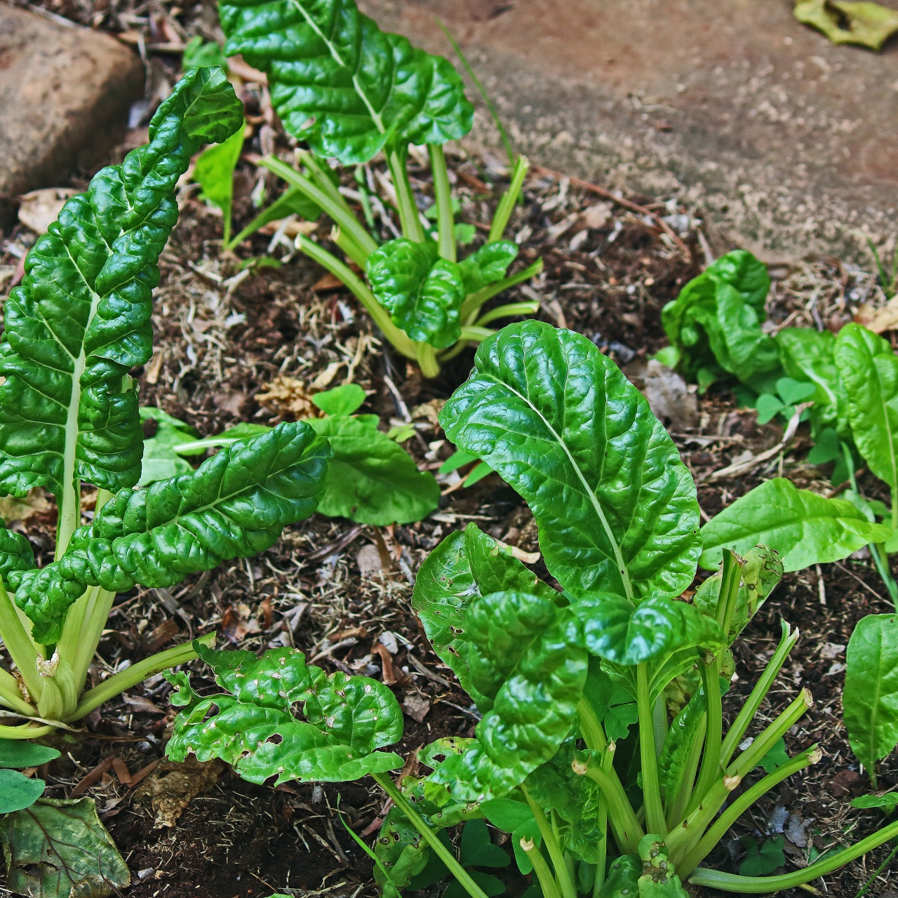 spinach-plants-in-a-square-resized.jpg