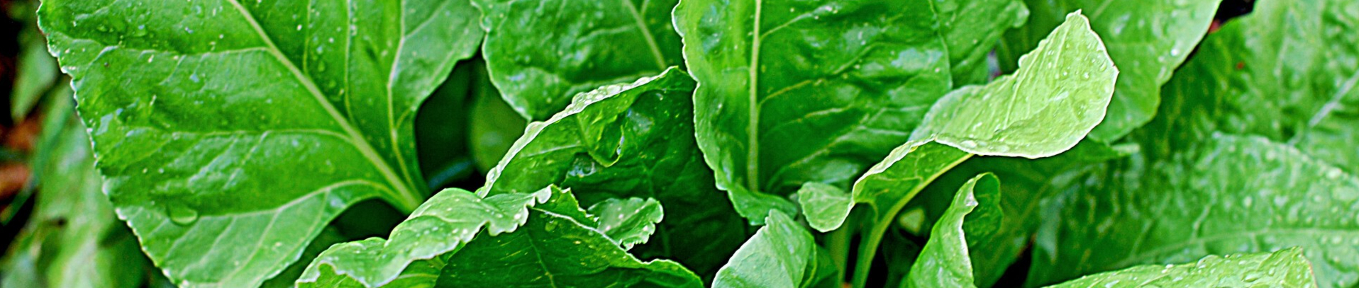 spinach-tasty-resized.jpg