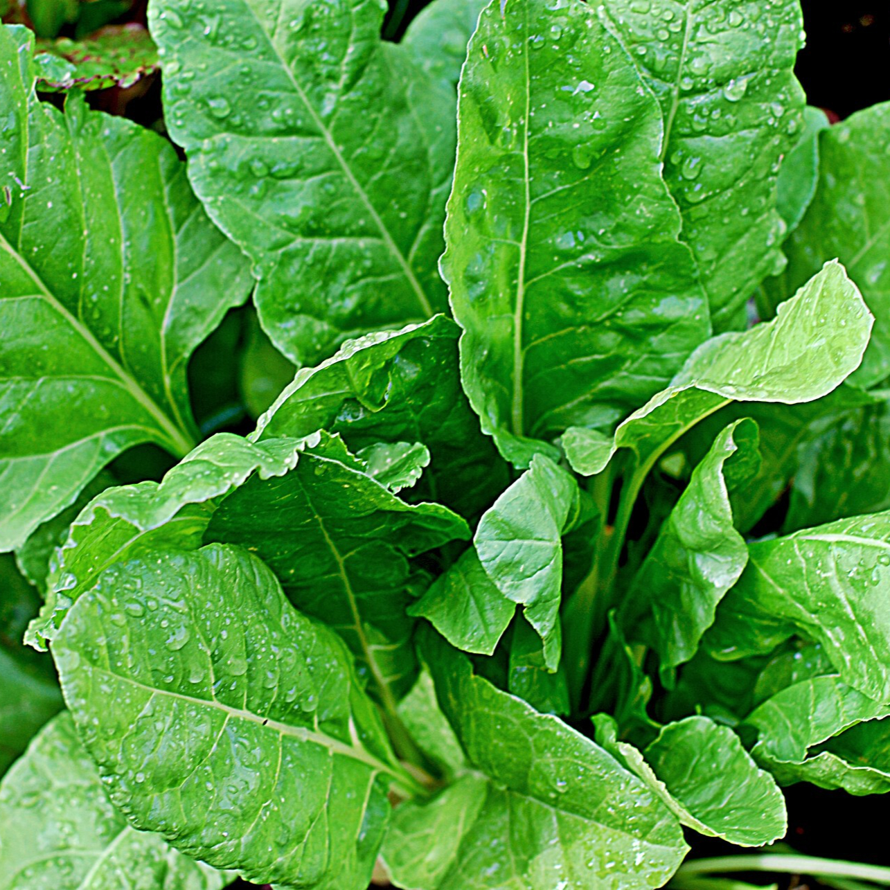 spinach-tasty-resized.jpg