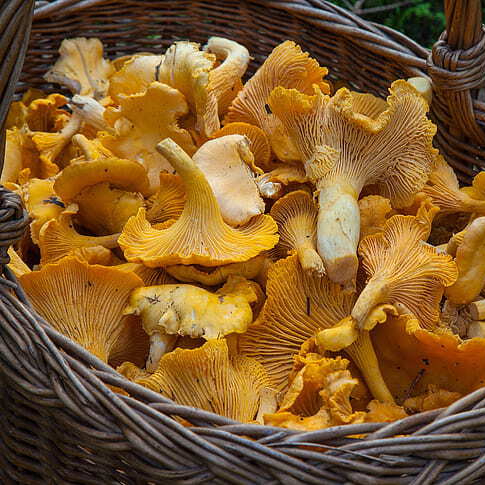 sponge-basket-chanterelle-mushrooms-mushroom-picking-preview-resized.jpg