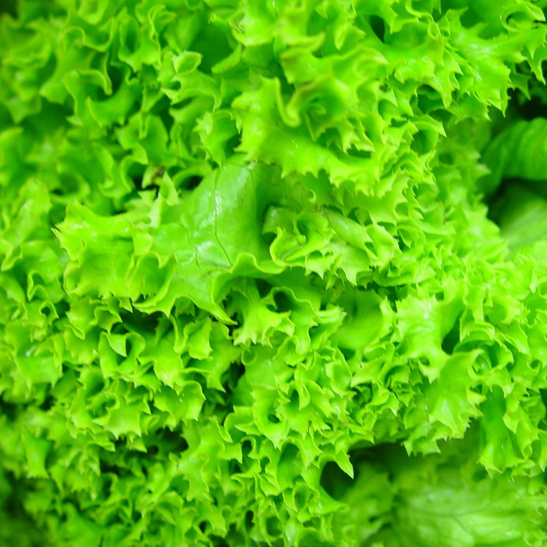 stockvault-fresh-lettuce203370-resized.jpg