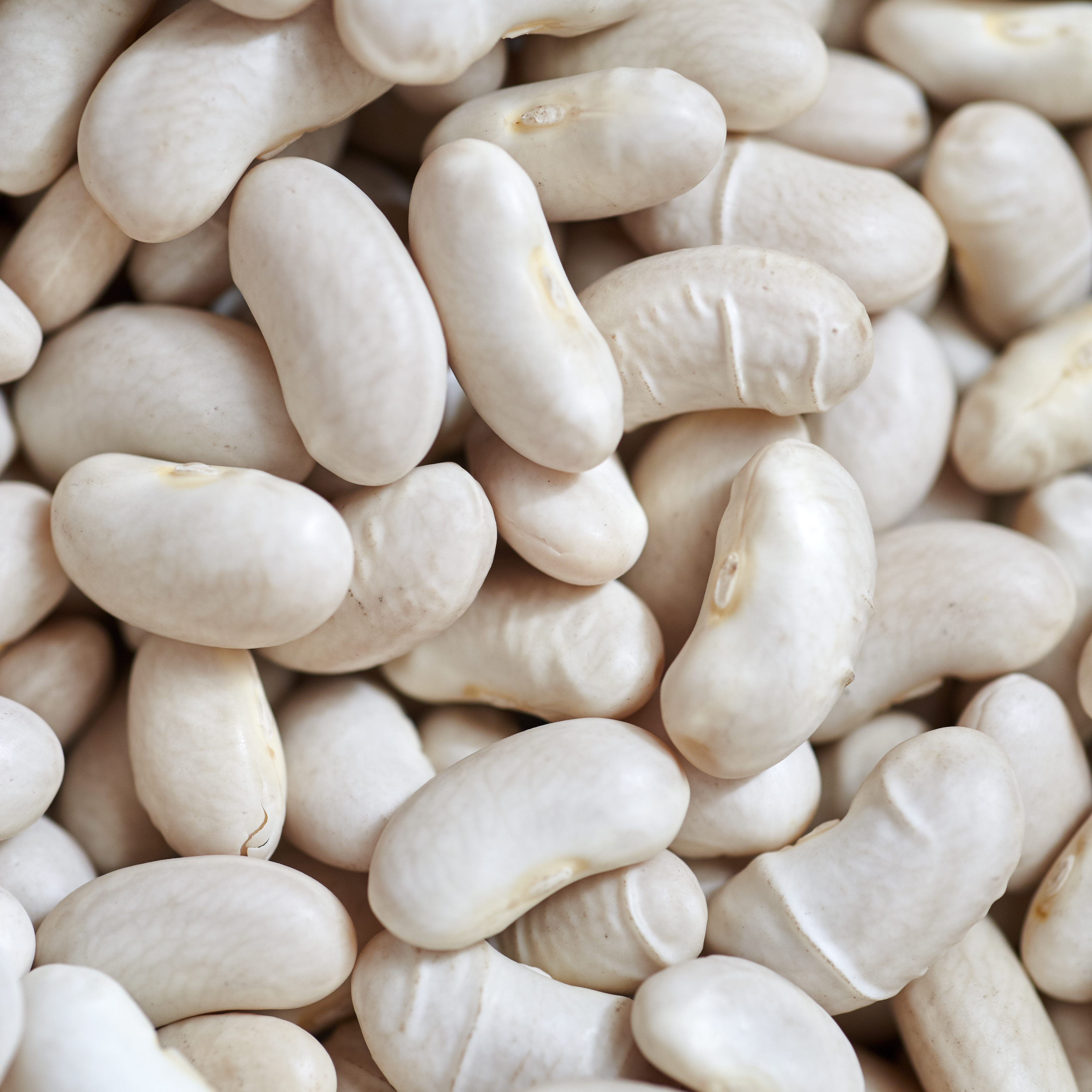 stockvault-white-bean-background286797-resized.jpg