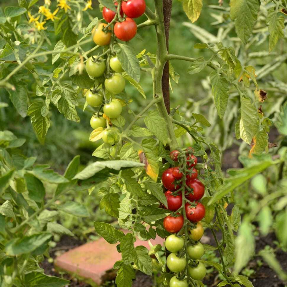 summer-dacha-elitexpo-plant-wallpaper-preview-resized.jpg