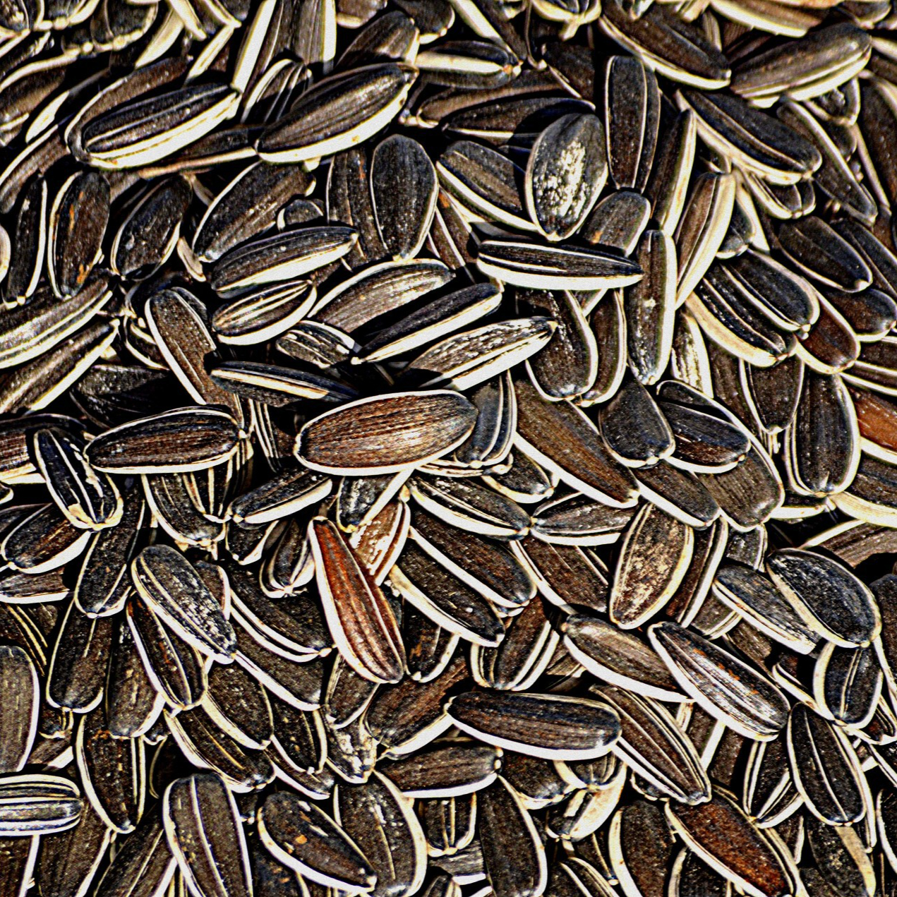 sunflower-seeds-1390130710oCV-resized.jpg