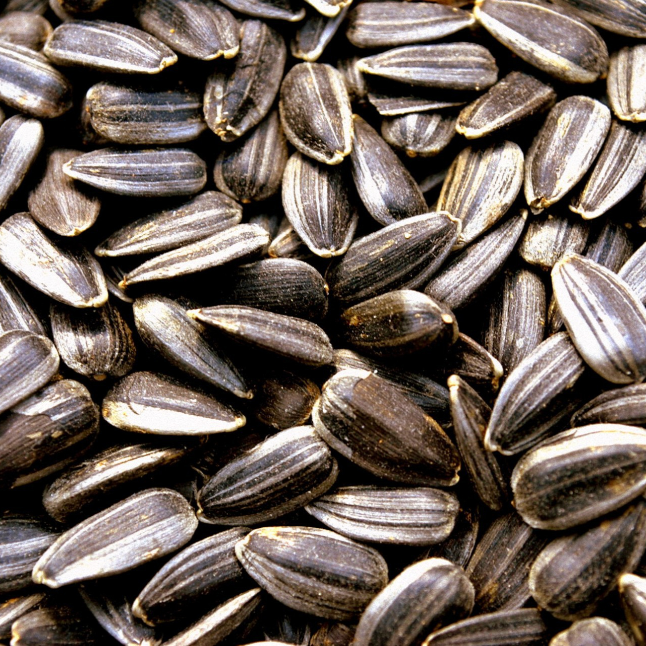 sunflower-seeds-1393667091wQv-resized.jpg