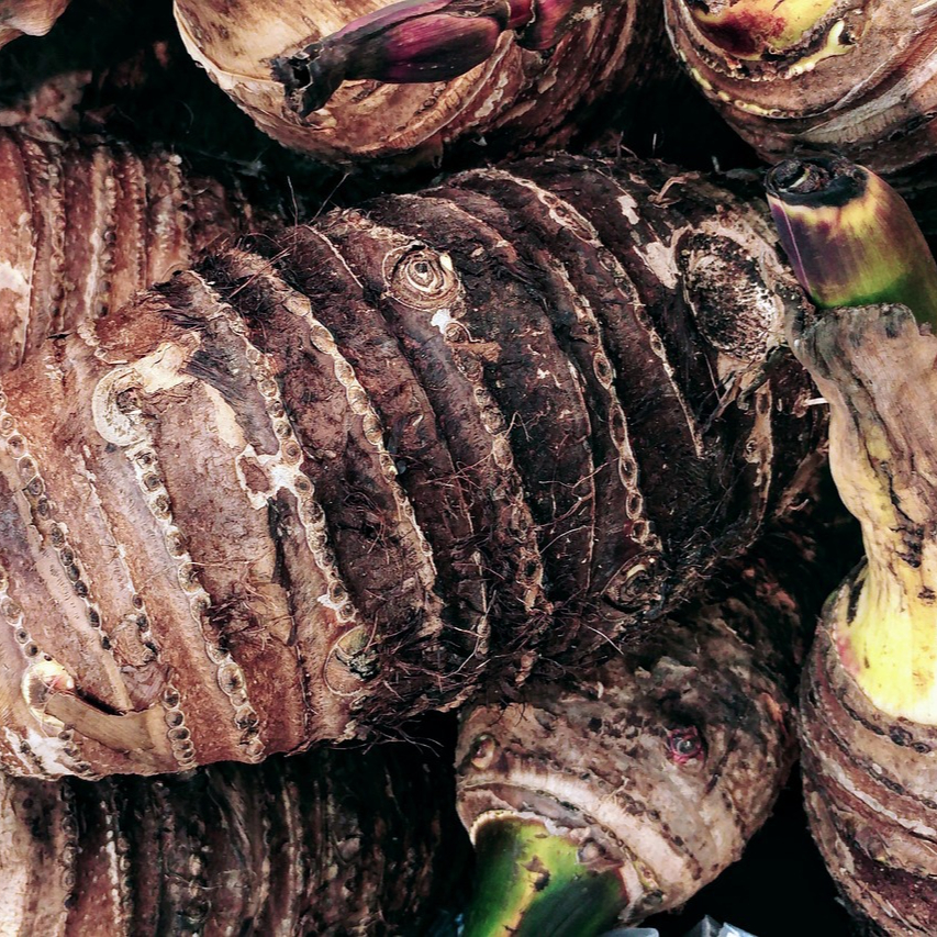 taro-root-2825925_1280-resized.jpg