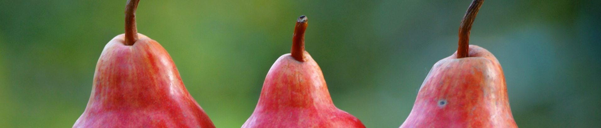 three-pears-resized.jpg