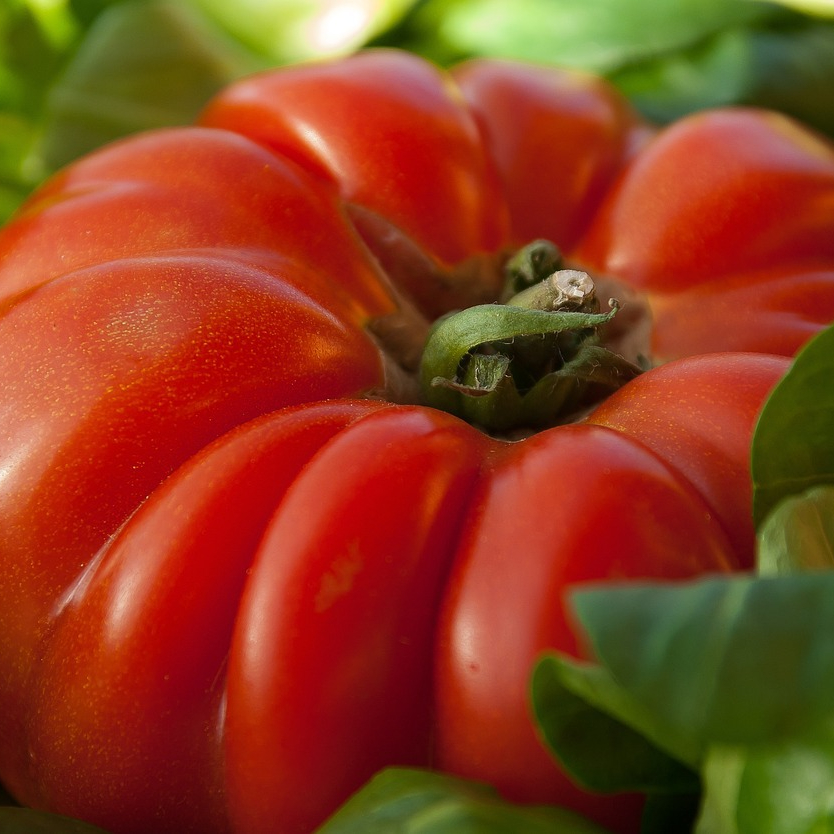 tomato-1331862_1280-resized.jpg