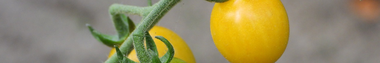 tomato-cocktail-4344555_1280-resized.jpg