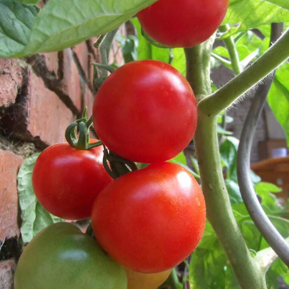 tomato-plant-vegetables-food-healthy-wallpaper-preview-resized.jpg