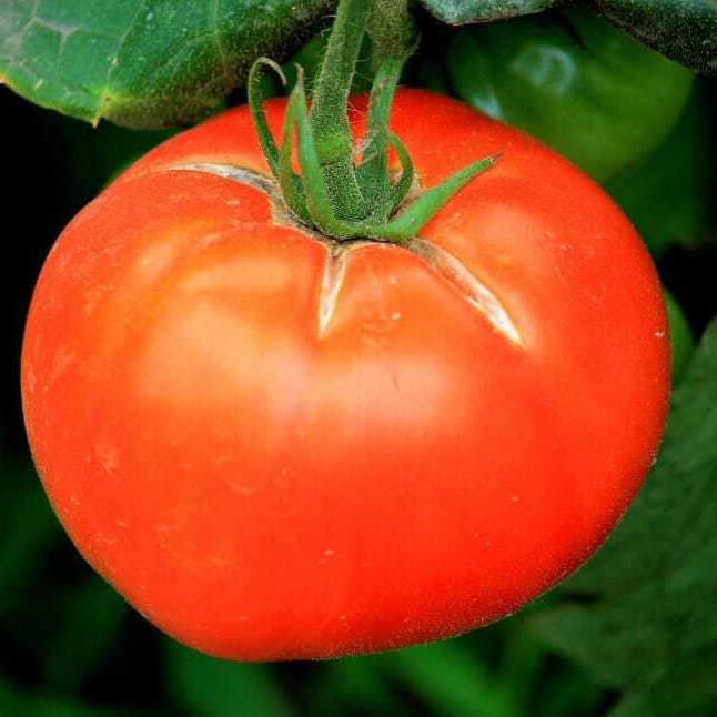 tomato-red-vegetables-food-frisch-wallpaper-preview-resized.jpg
