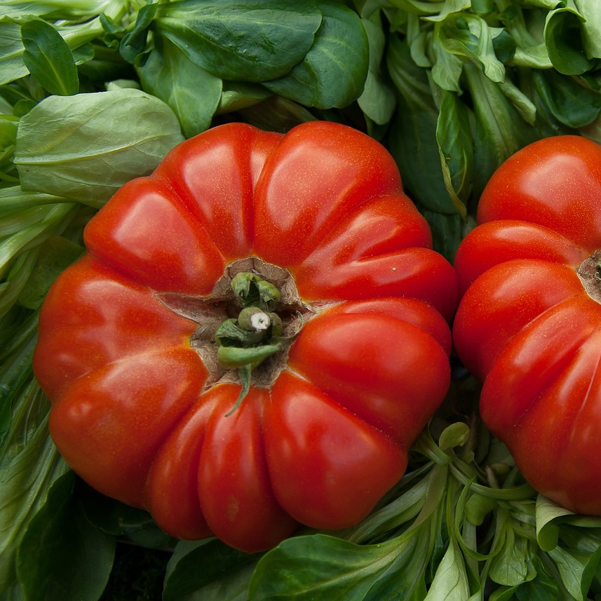 tomatoes-1331730_1280-resized.jpg