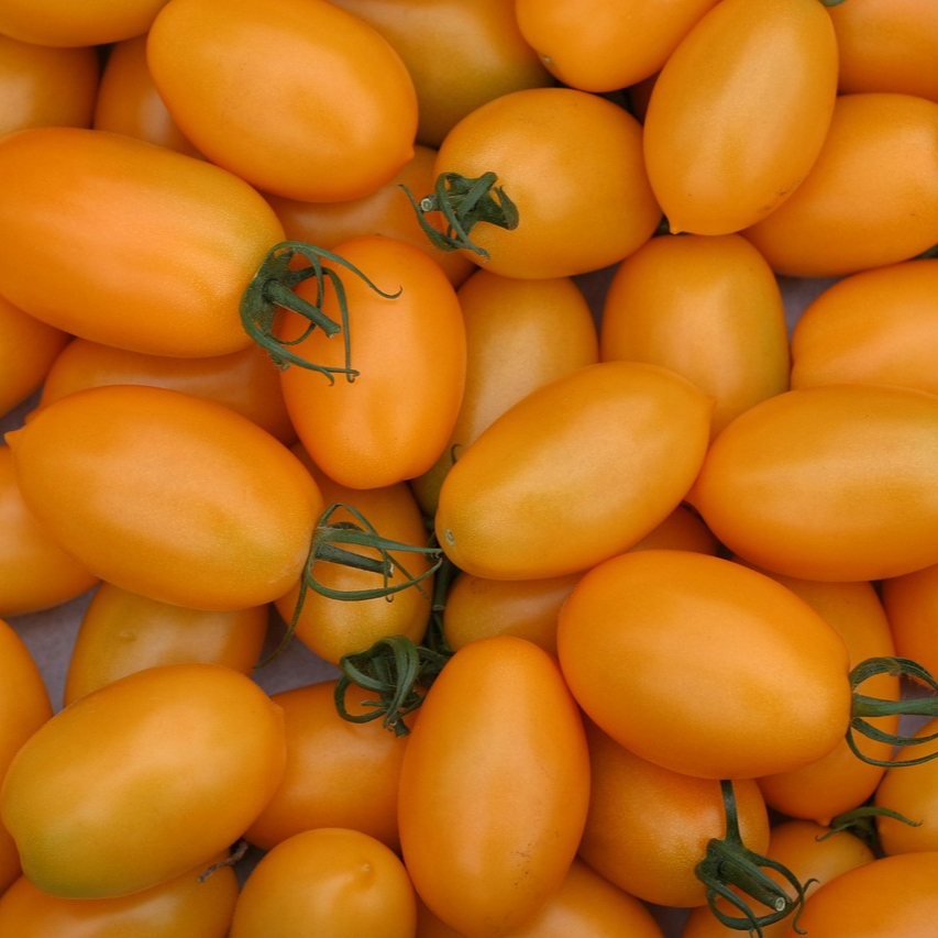 tomatoes-2716571_1280-resized.jpg