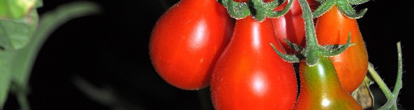 tomatoes-3668129_1280-resized.jpg