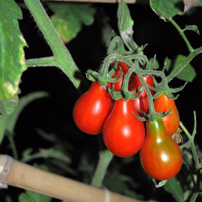 tomatoes-3668129_1280-resized.jpg