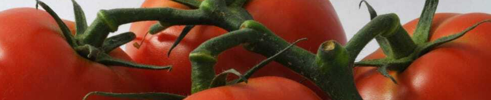 tomatoes-fresh-food-vegetable-wallpaper-preview-resized.jpg