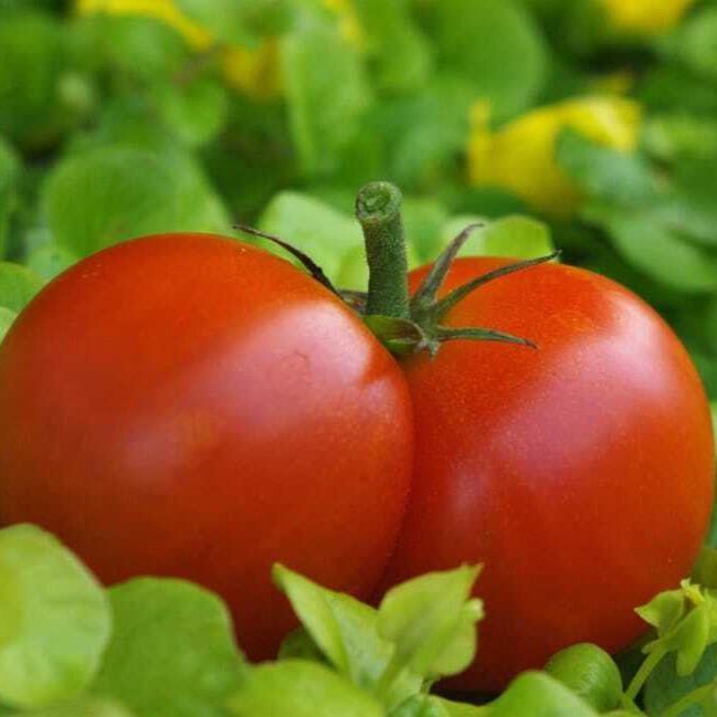 tomatoes-garden-red-food-vegetables-wallpaper-preview-resized.jpg