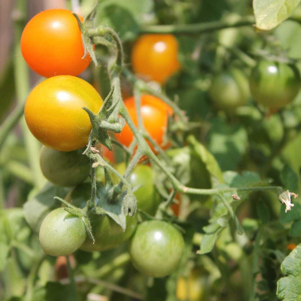 tomatoes-plant-tomato-plant-bush-red-wallpaper-preview-resized.jpg