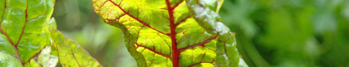 tree-nature-branch-plant-leaf-flower-1122679-pxhere.com-resized.jpg