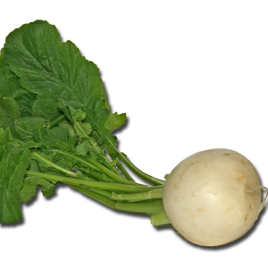 turnip-1129_1280-resized.jpg