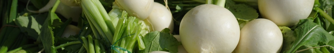 turnip-318148_1280-resized.jpg