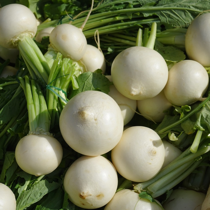 turnip-318148_1280-resized.jpg